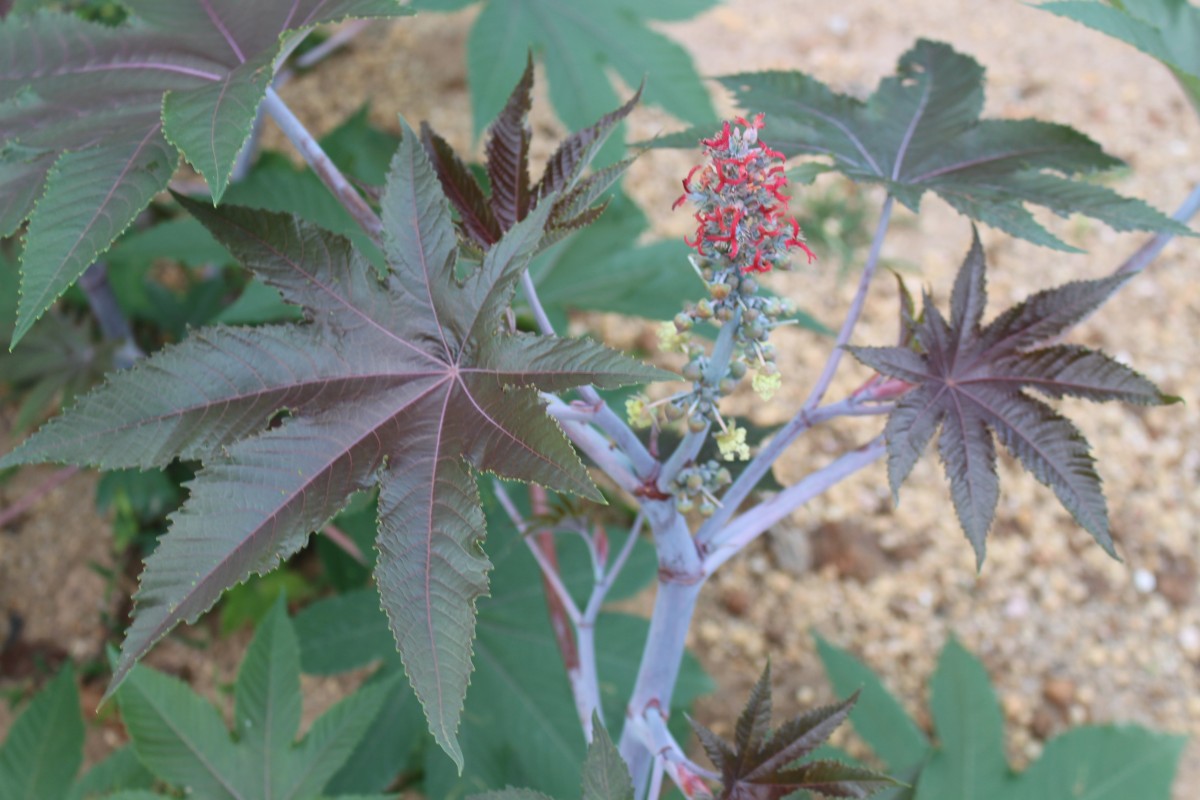 Ricinus communis L.